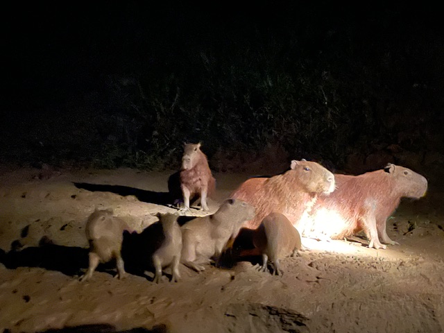 Capybaras on the riverbank