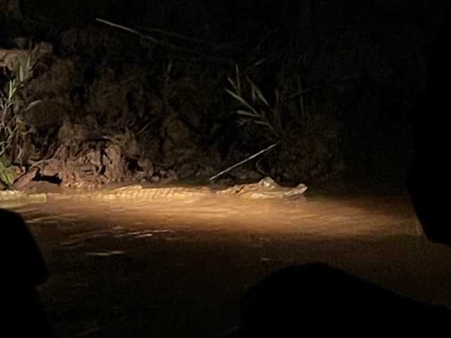 Caiman from the night tour