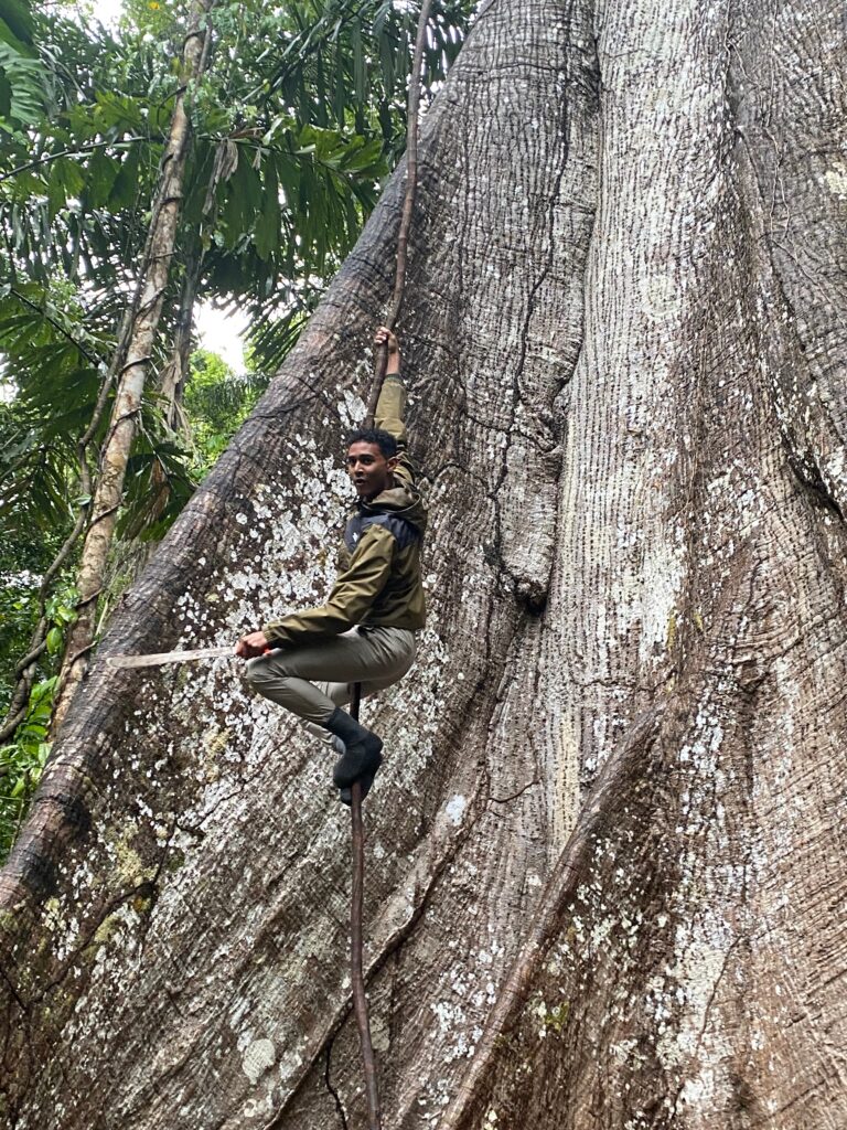 son rappelling down the tree with the machete