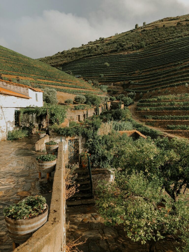Vineyards along the Douro river valley in Portugal